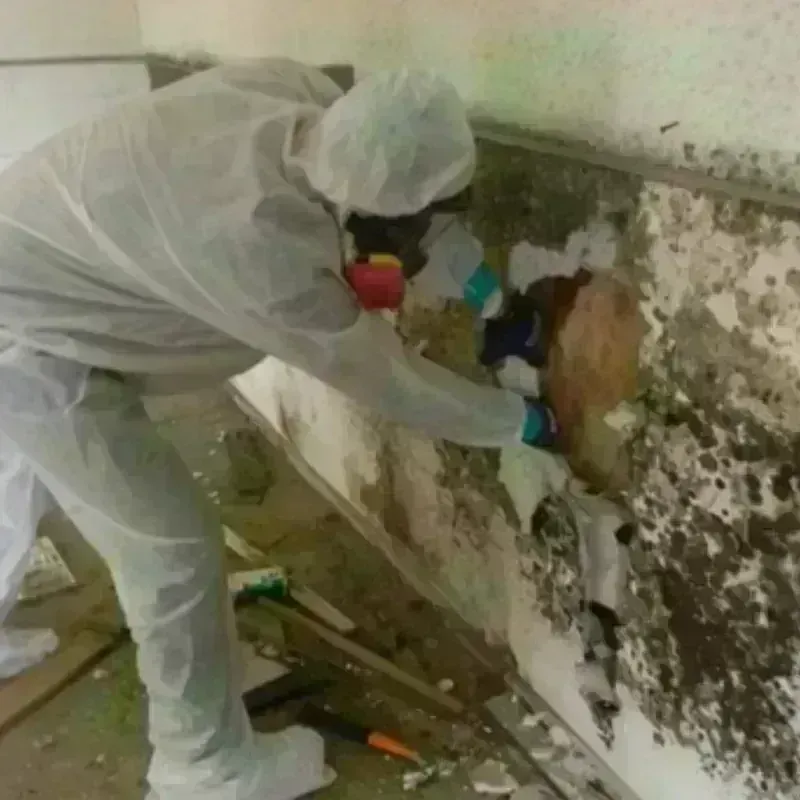 Mold Remediation and Removal in Apple Valley, OH